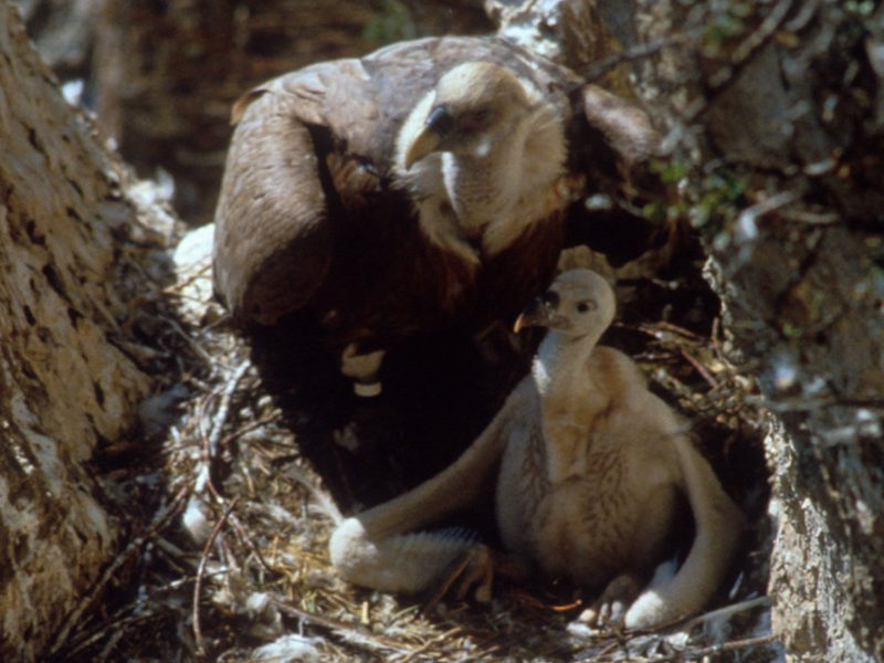 A bumper year for griffon vulture chicks in the Rhodope Mountains ...