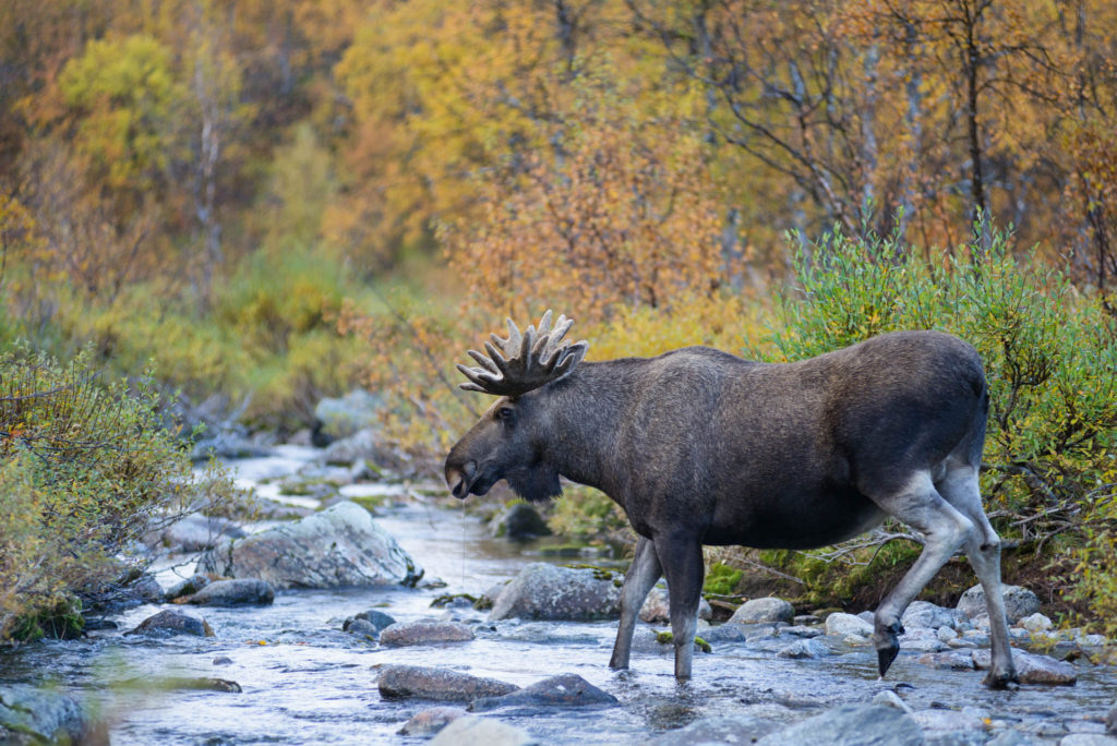 European elk (Alces alces) male crossing a river. Rapadalen valley, Sarek National Park, World Heritage Laponia, Swedish Lapland, Sweden.