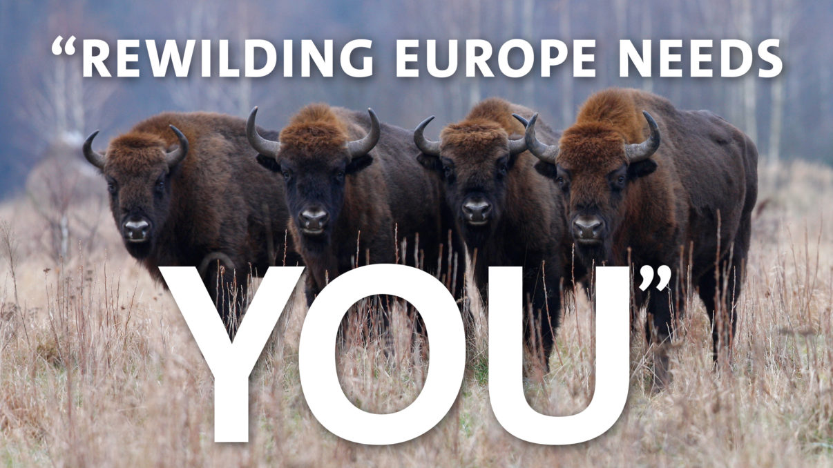 Rewilding Europe has a vacancy for a European Wildlife Bank Coordinator.