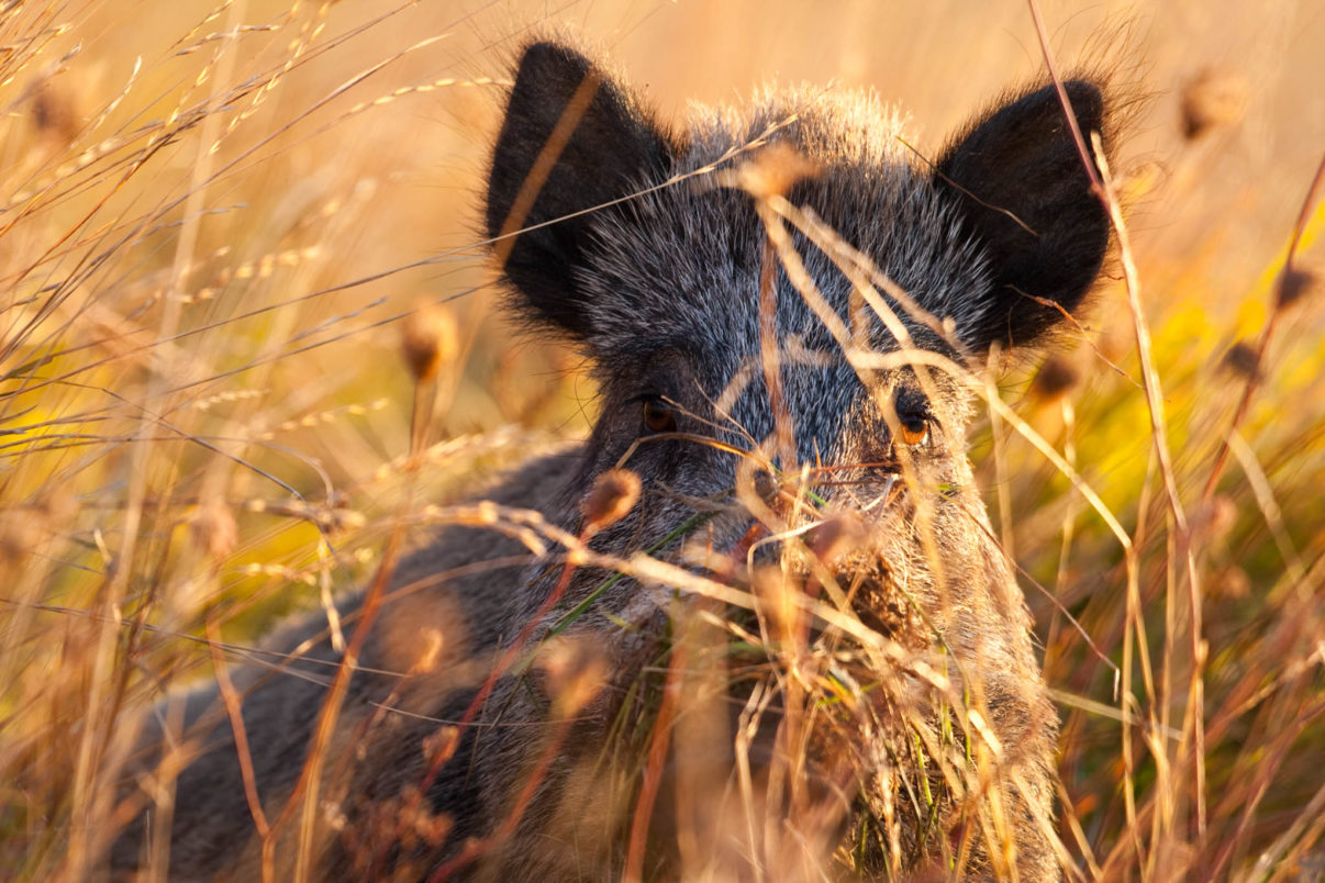 Wild boar (Sus scropha) portrait in tall grass on autumn morning. Abruzzo, Central Apennines, Italy. September 2010