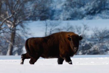Wisent (Bison bonasus) - European bison