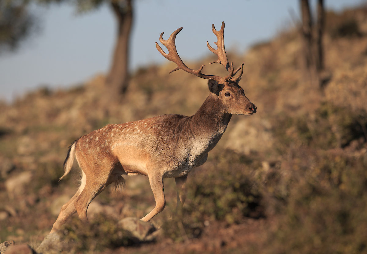 New fallow deer releases in Rhodope Mountains advance natural process ...