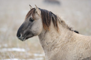 Konik horse (Equus ferus), relative of the wild Tarpan horse, Oostvardersplassen nature reserve, The Netherlands