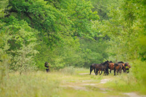 Wild horses from ancient race, Letea forest, Strictly protected nature reserve, Danube delta rewilding area, Romania
