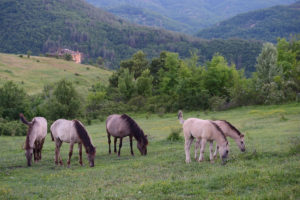 Wild living, reintroduced Konik horses, Sbor abandoned village, Eastern Rhodope mountains, Bulgaria