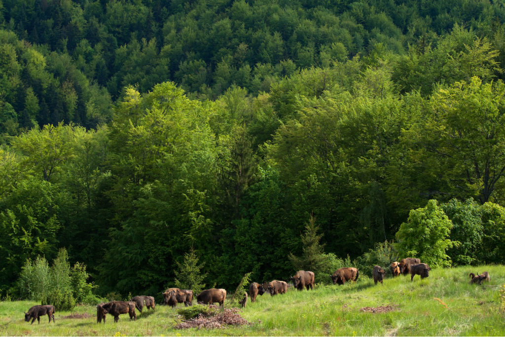 Release of European bison, Bison bonasus, in the Tarcu mountains nature reserve, Natura 2000 area, Southern Carpathians, Romania. The release was actioned by Rewilding Europe and WWF Romania in May 2014.