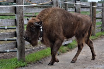 Bison fitted with GPS collar