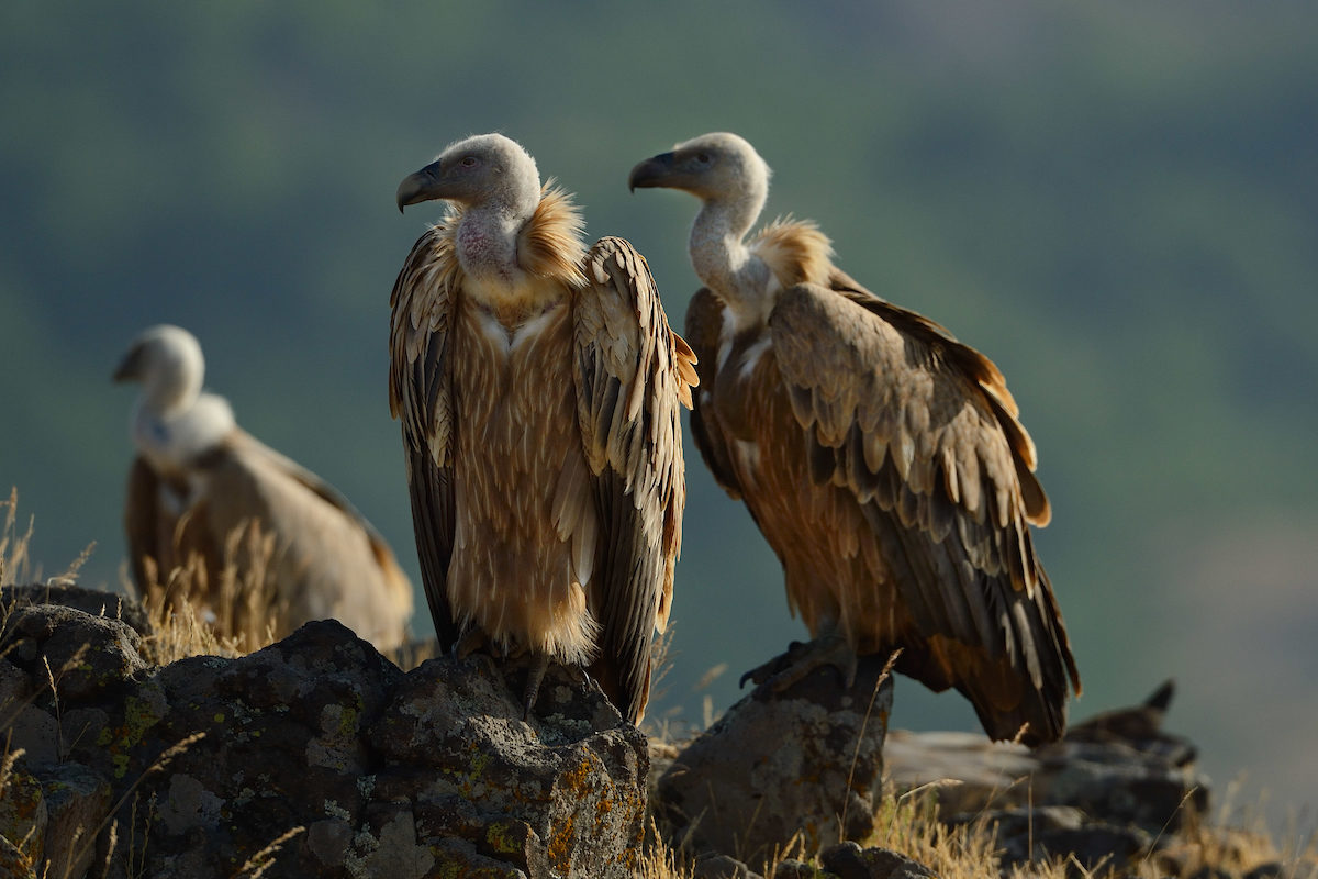 Griffon vulture, Gyps fulvus, Madzharovo, Eastern Rhodope mountains, Bulgaria