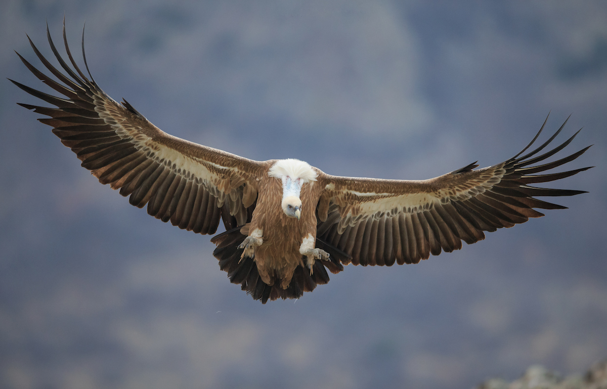 Arabian Flights: two Rhodopean griffon vultures visit the Middle East ...