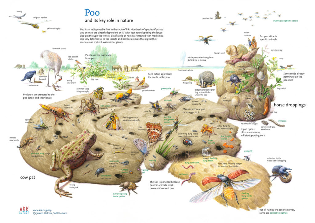 Illustration: poo and its key role in nature