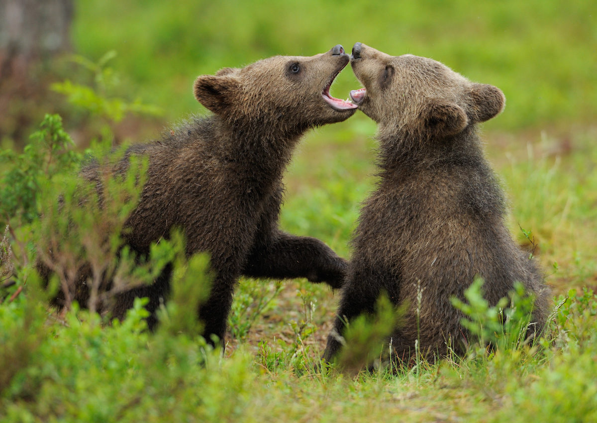 Eurasian Brown Bear, Ursus arctos.Suomussalmi, Finland