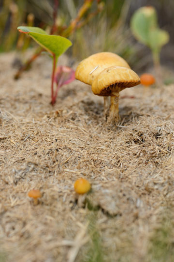 Mushrooms in horse dung, in the Tarcu mountains nature reserve, Natura 2000 area, Southern Carpathians, Romania. The release was actioned by Rewilding Europe and WWF Romania in May 2014.