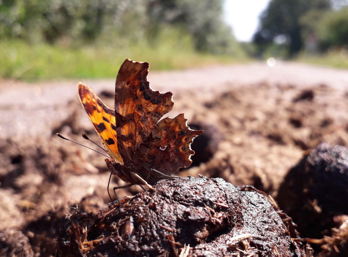 Aurelia butterfly on horse dung