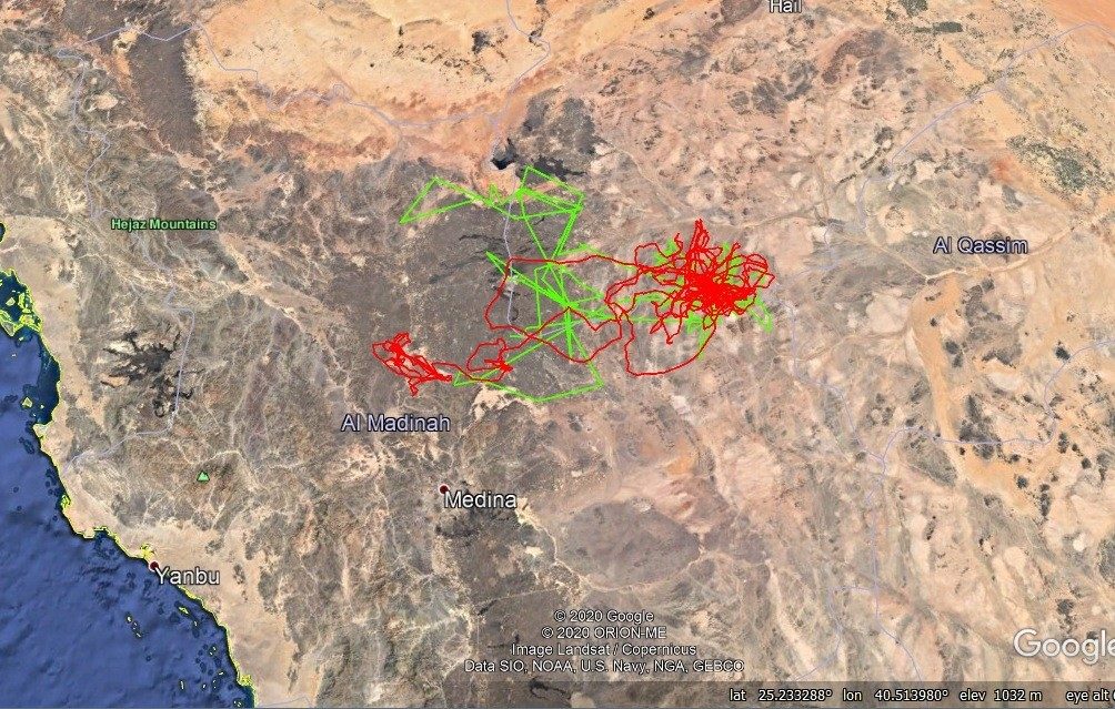 Map GPS transmitter data griffon vultures
