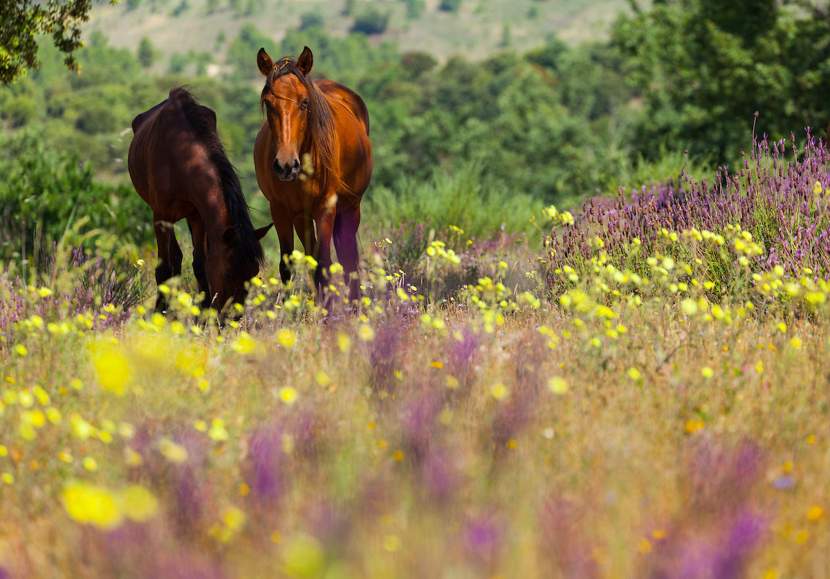 Wild horses in Campanarios de Azaba Biological Reserve, Salamanca, Castilla y Leon, Spain