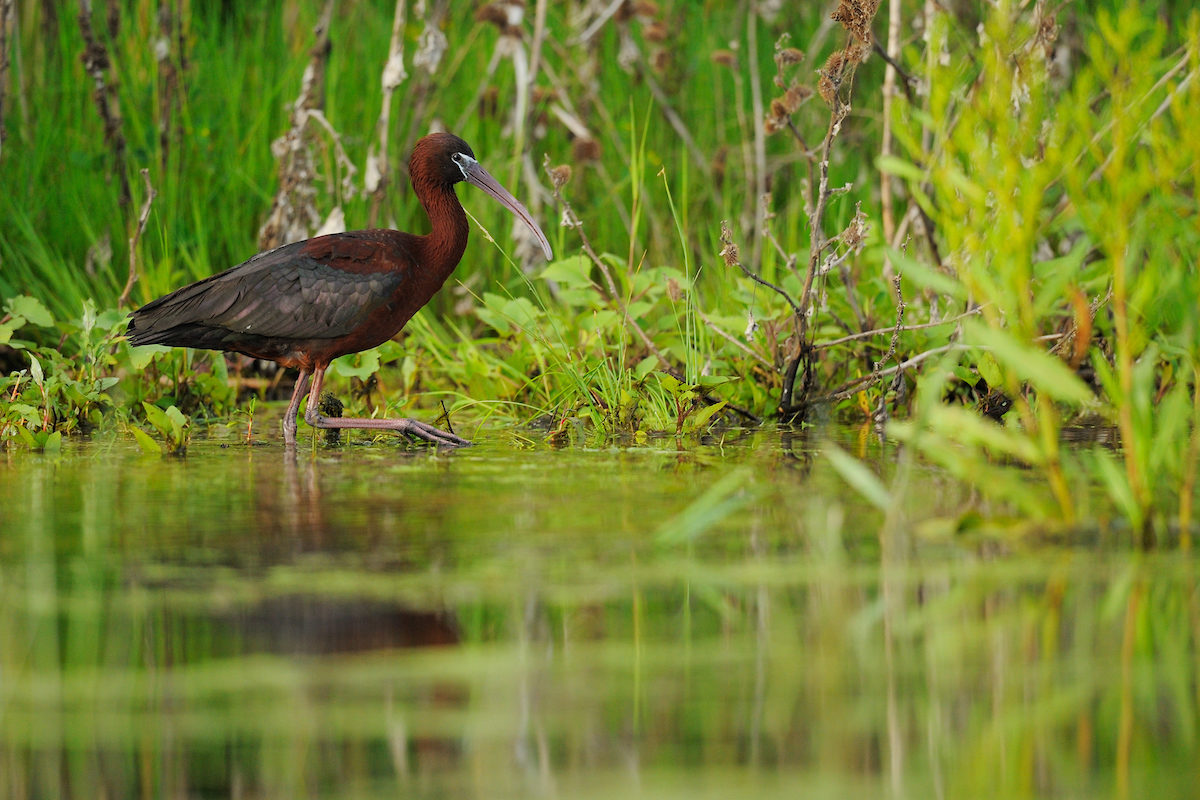 Glossy ibis, Plegadis falcinellus, Danube delta rewilding area, Romania