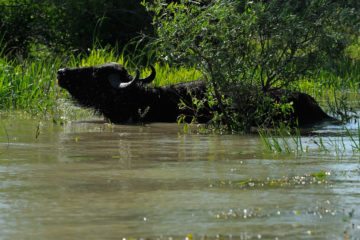 Water buffalo, (Bubalus bubalis), Danube delta rewilding area, Romania