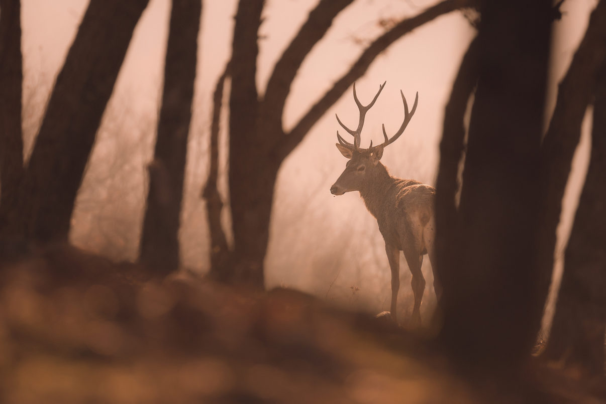 Red deer in the Rhodope Mountains.