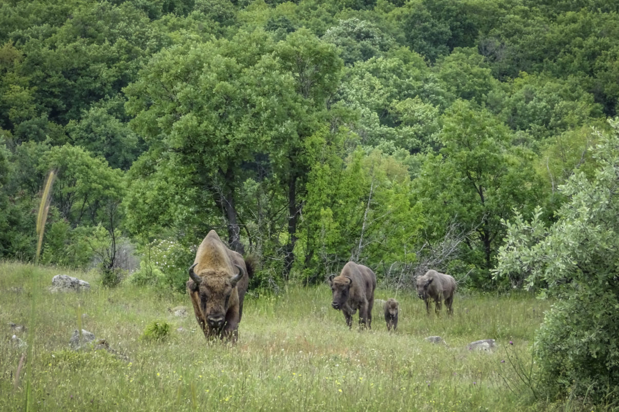 Bison calf in the Rhodope Mountains walking with the herd