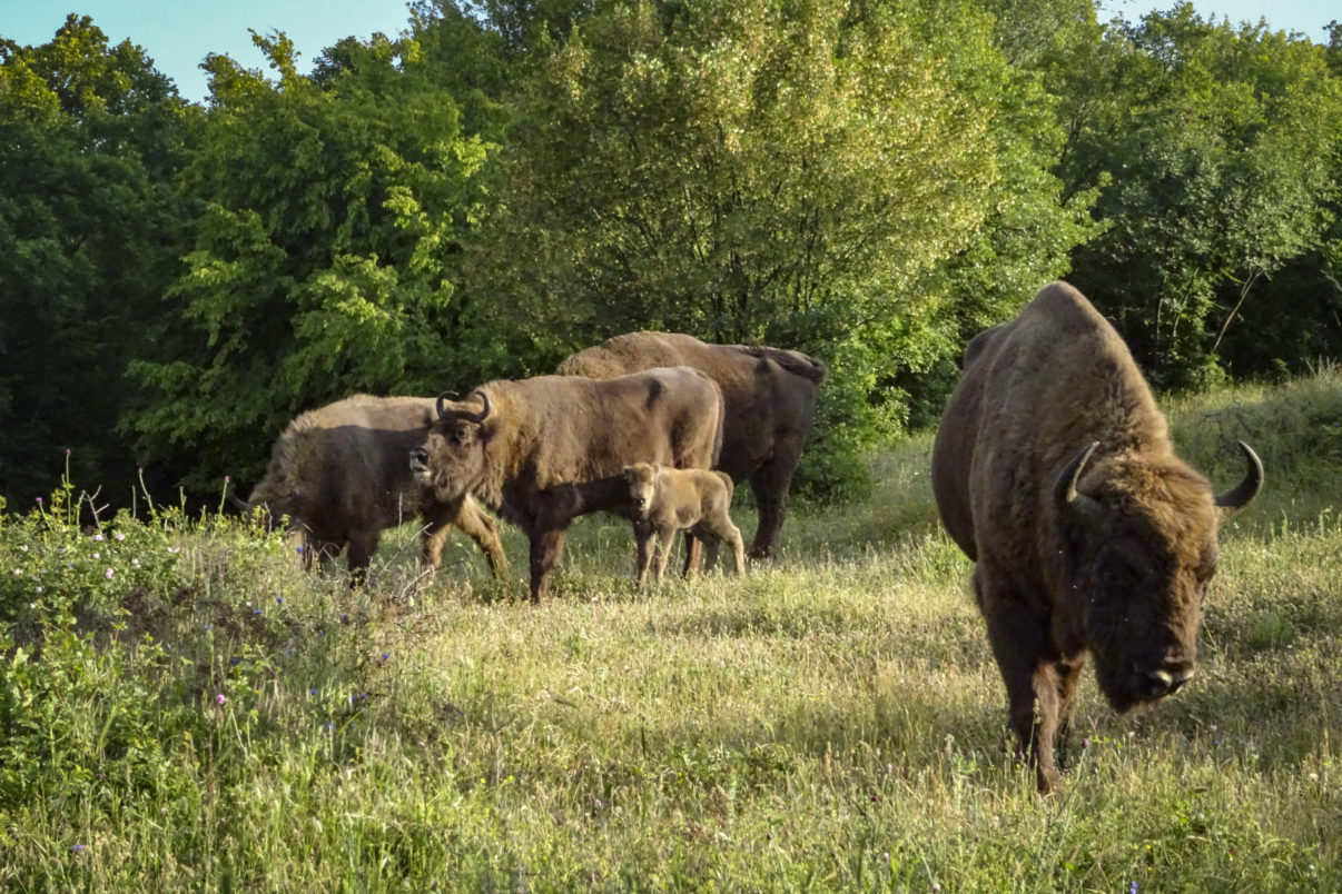 New calves show rewilded bison herds continue to thrive | Rewilding Europe