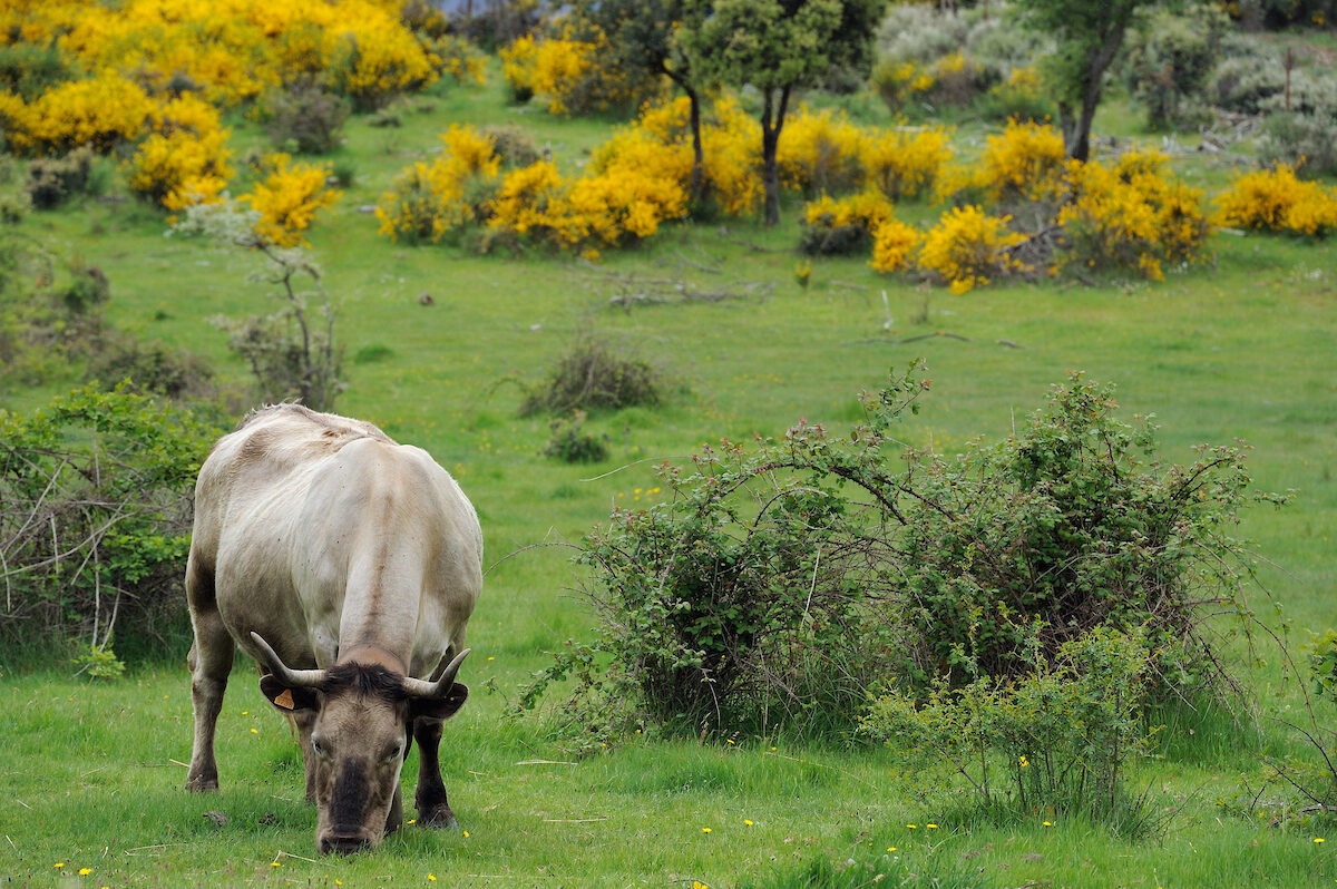 Morucha cattle in oak landscapeSerra de Gata, Salamanca Region, Castilla y León, Spain