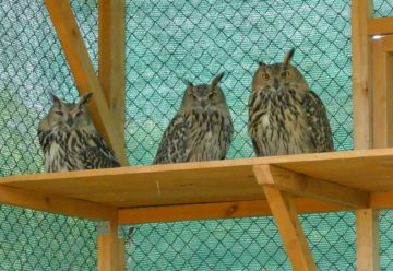 Three juvenile eagle owl in the aviary