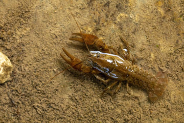 White-clawed crayfish (Austropotamobius italicus meridionalis) object of a breeding, restocking and introduction project carried out by Rewilding Apennines. Central Apennines, Italy. 2020