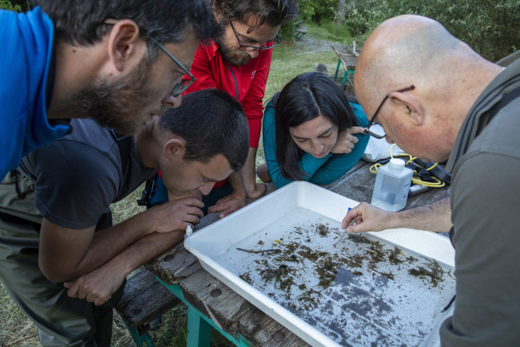 Freshwater biologist and crayfish expert, Tommaso Pagliani, and the Rewilding Apennines team analyze a sample of the benthonic invertebrate fauna collected in the Verde river near Borrello among the activites foreseen for for white-clawed crayfish (Austropotamobius italicus meridionalis) breeding, restocking and introduction carried out on behalf of Rewilding Apennines. Central Apennines, Italy. 2020