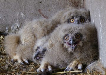 Eagle owl chicks at Odessa Zoo