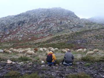 Rewilding portugal - interview with shepherd