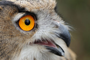 Eagle owl, Bubo bubo, a bird raised in captivity, newly released into the wild