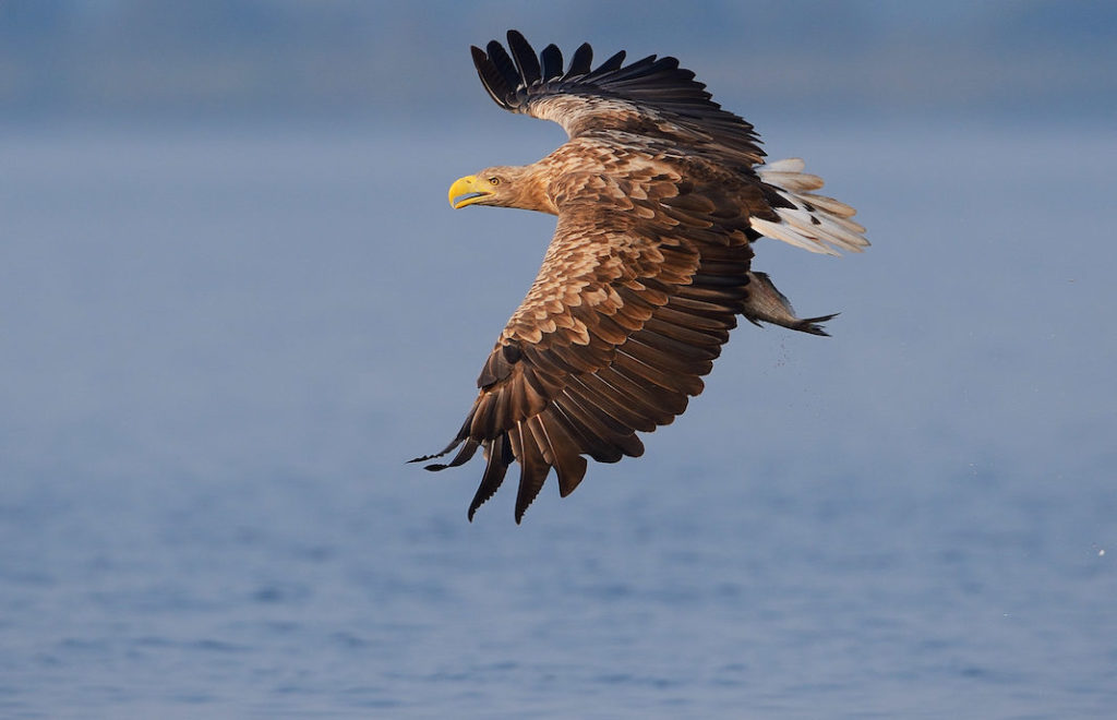 White tailed sea eagle, Haliaeetus albicilla, from fishing boat, on sea eagle safari tours in the Stettin lagoon, Poland, Oder river delta/Odra river rewilding area, Stettiner Haff, on the border between Germany and Poland