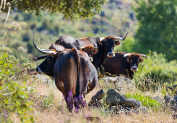 Maronesa cow, Natural grazing, Faia Brava Nature Reserve, Greater Coa Valley, Western Iberia, Rewilding Portugal, Rewilding Europe, Portugal, Europe