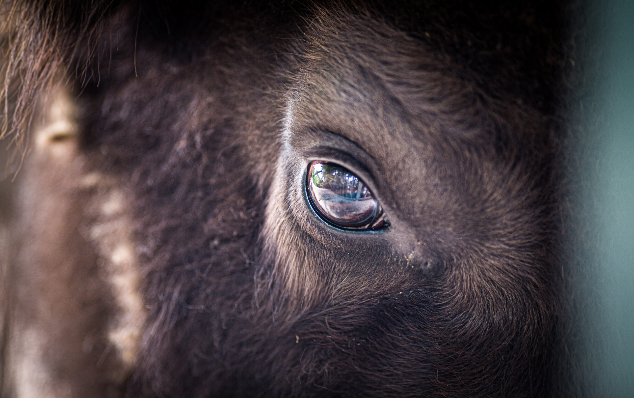 Europe's New Wild - Bison eye close-up