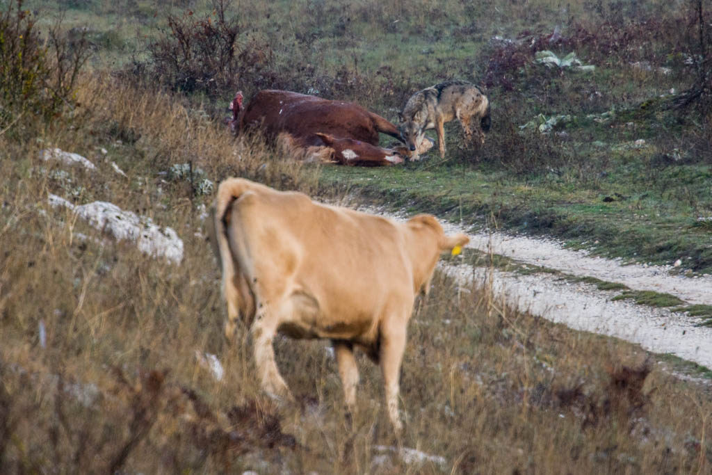 Domestic cow faces an Apennine / Italian wolf (Canis lupus italicus) adult male feeding on horse carcass. Abruzzo, Central Apennines, Italy. Nov 2009