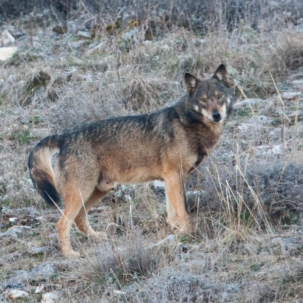 The Return of the Wolf in Europe | Working Towards Coexistence