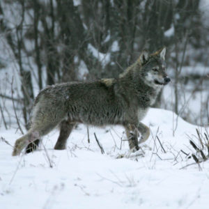 Wolf (Canis lupus) Wild Carpathian Wolf photographed in Bieszczady Mountains, the Carpathians; Carpathian Mountains; Bieszczady Mountains; Poland.