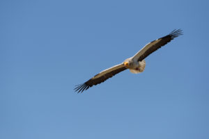 Egyptian vulture, Neophron percnopterus, Madzharovo, Eastern Rhodope mountains, Bulgaria, endangered species