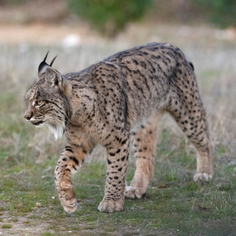 Lynx c8572 сайлентблок