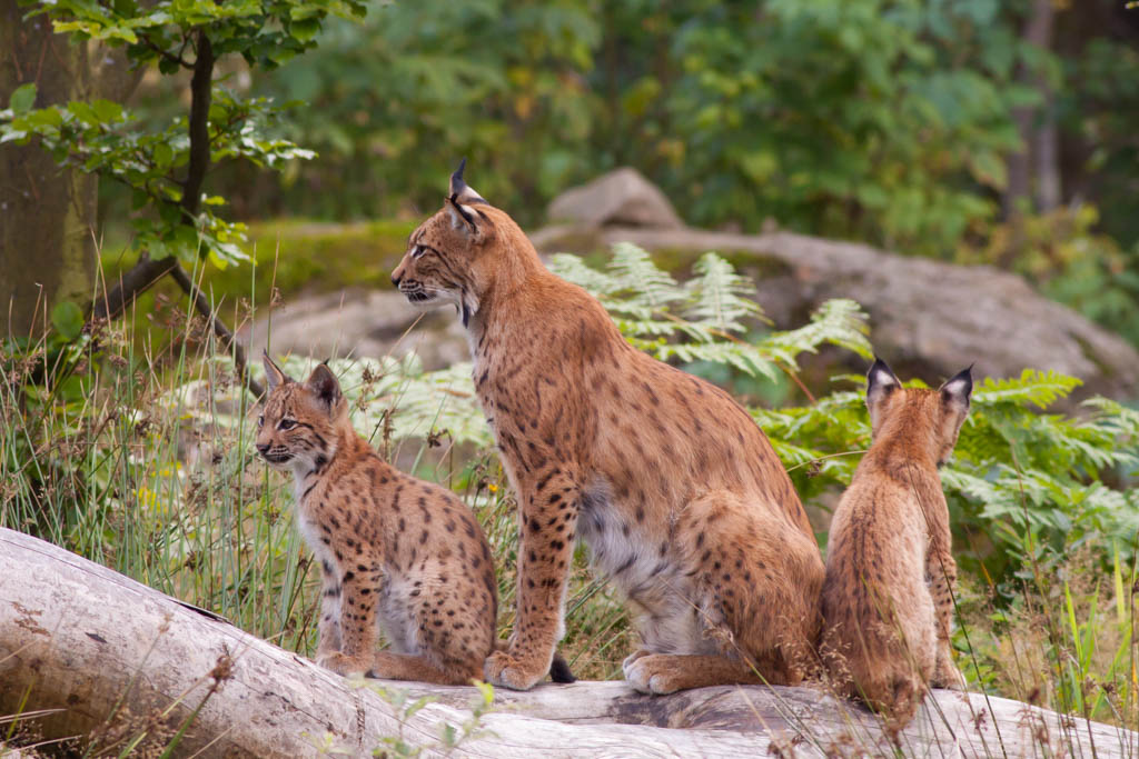 Eurasian lynx (Lynx lynx) with cubs