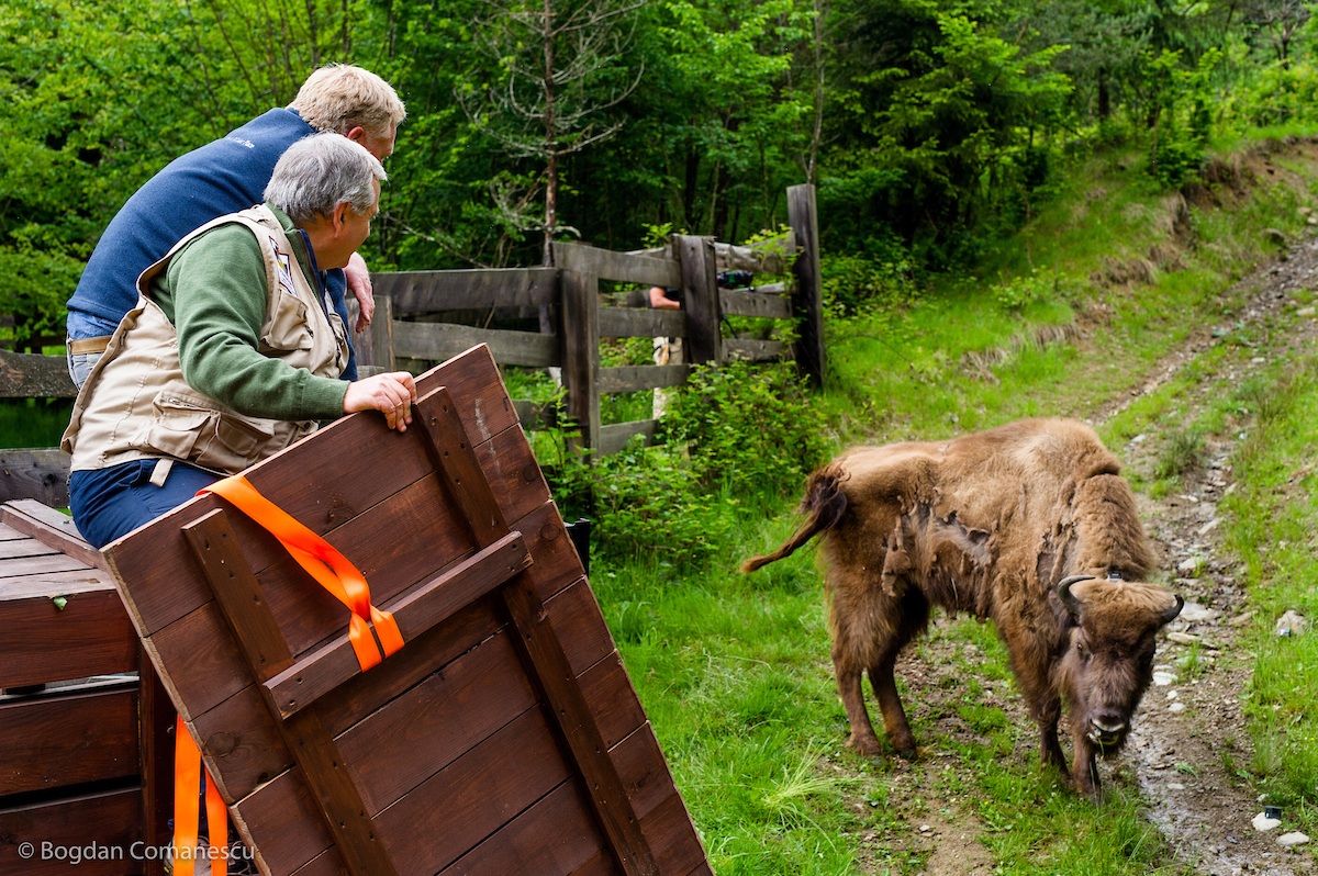 Wildlife Reintroduction An Expert Q A Rewilding Europe   2018 BisonBerlinTransp BogdanC DAU 5651 Copyright Bogdan Comanescu 