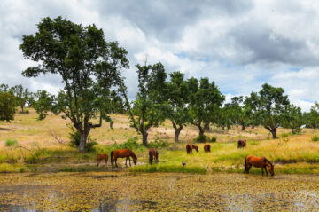 HORSE - CABALLO (Equus ferus caballus), Campanarios de Azaba Biological Reserve, Salamanca, Castilla y Leon, Spain, Europe
