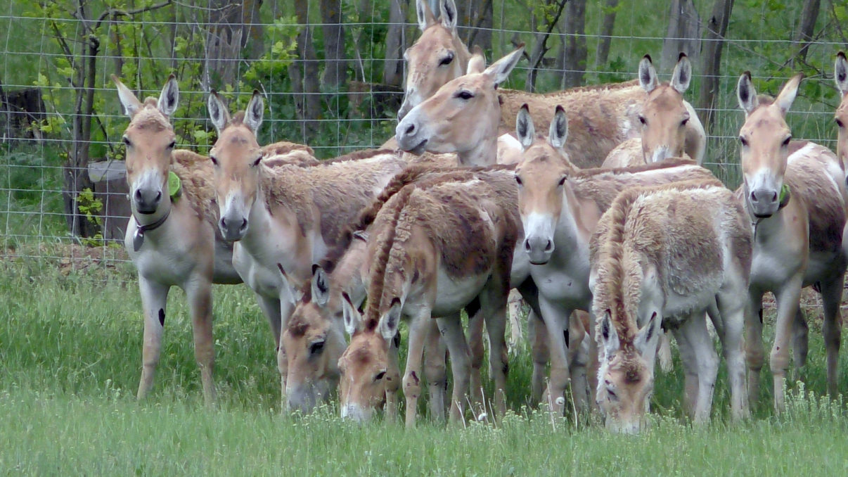 Wildlife reintroduction: an expert Q&A | Rewilding Europe