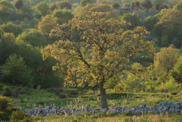 Apulia; cultivated landscape; Downy Oak; Gargano National Park; Gargano Peninsula; Italy; Monte Sacro; Quercus pubescens