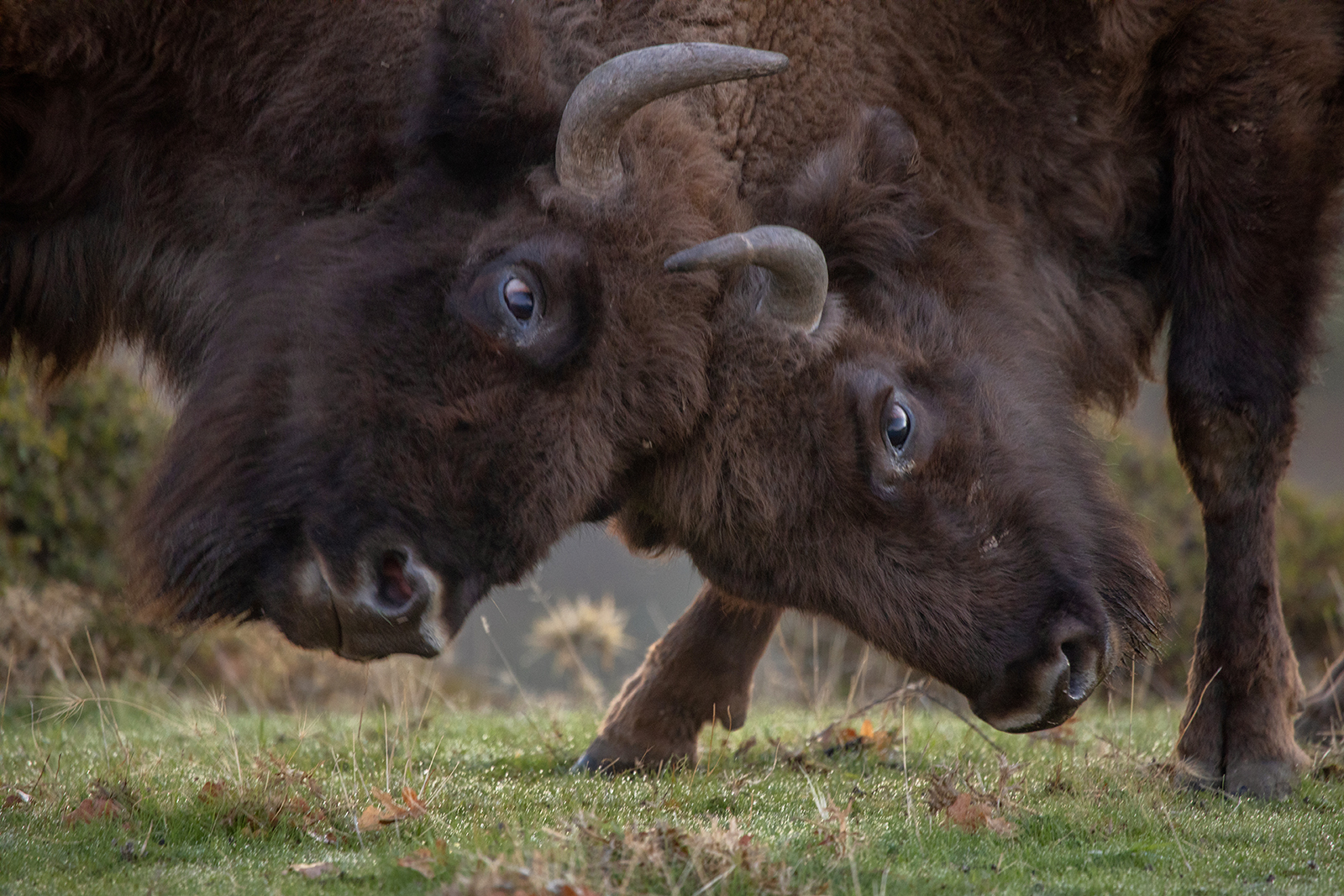 Two More Bison Released To Advance Rewilding In The Rhodope Mountains 