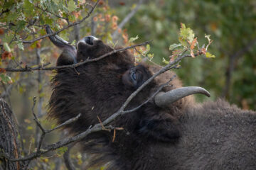 European bison are a keystone species