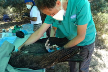 Vultures receive a thorough veterinary examination before their release.