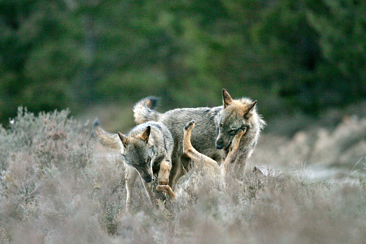 Iberian wolves in the Greater Côa Valley.
