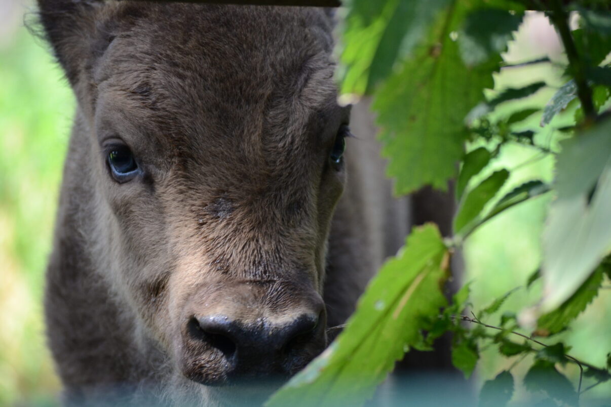 Young bison in Bratislava Zoo