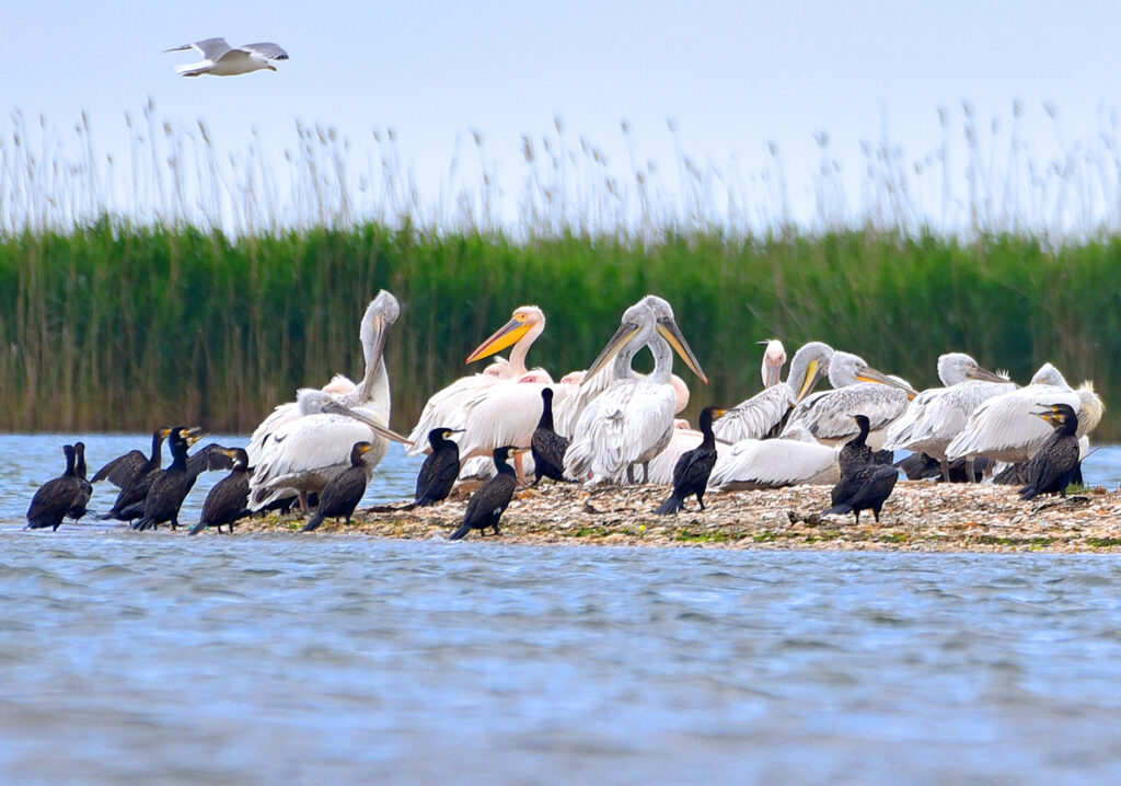 Dalmatian pelicans with other birds in Ukraine